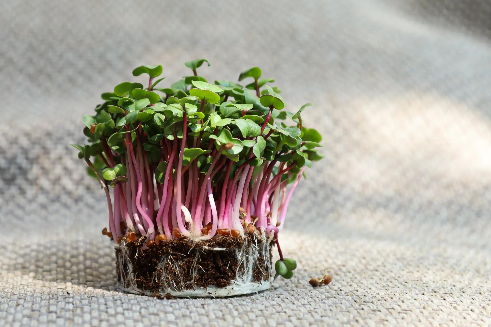 Overview of Red Microgreens: Review of Top 5 Types, with Tips for ...