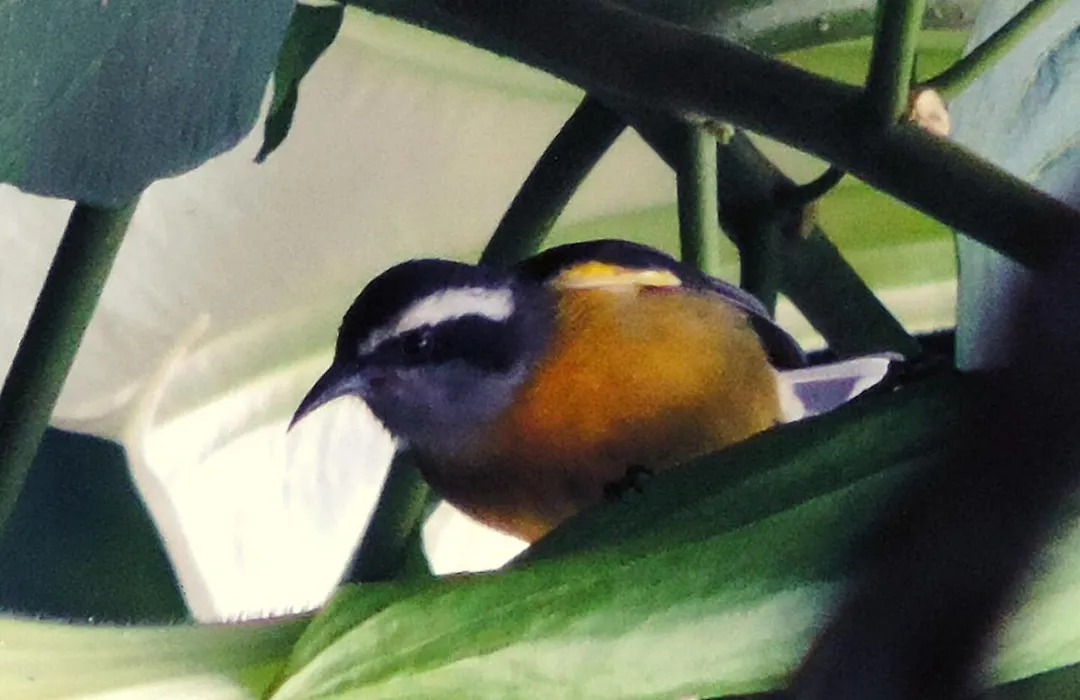 Pousada Bocaina-1
