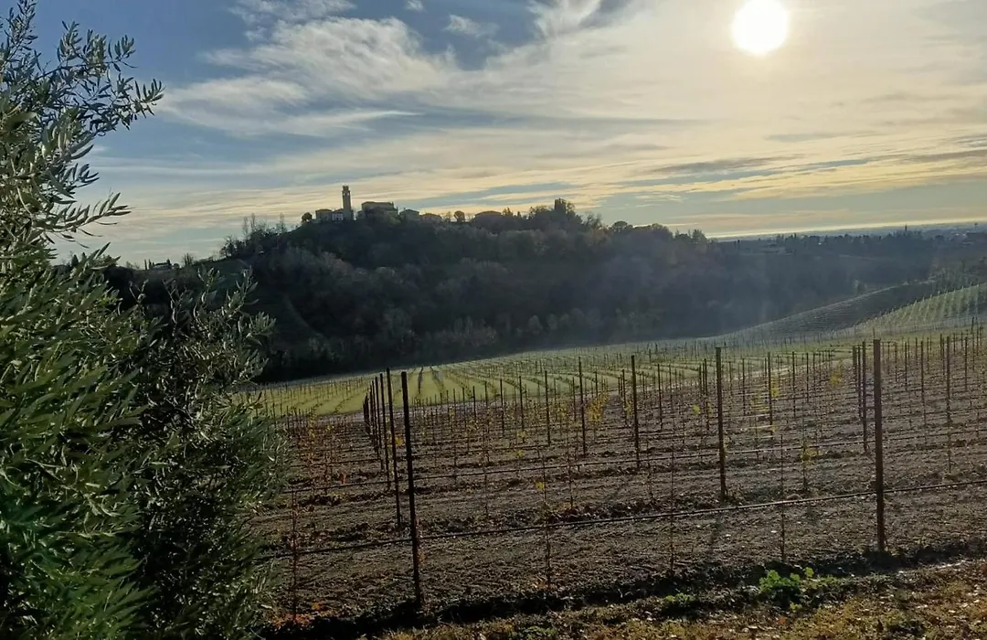 Il giuggiolo-1