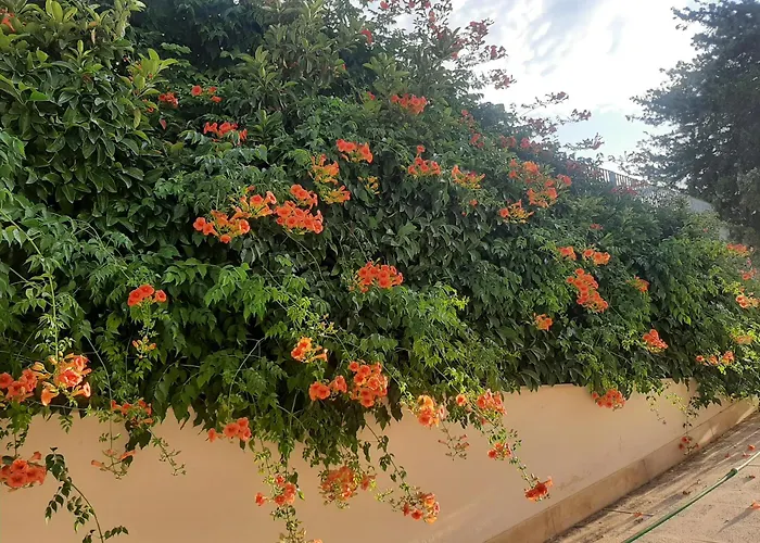 Orange Groove