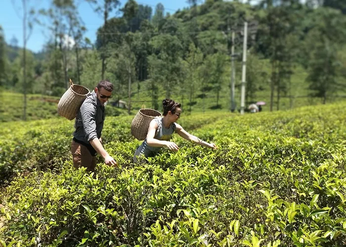 Gk Villa Nuwara Eliya